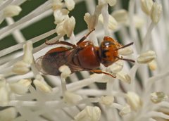 Pachyprosopis kellyi