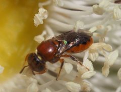 Pachyprosopis kellyi