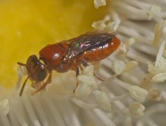 Pachyprosopis kellyi