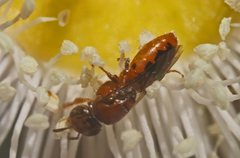 Pachyprosopis kellyi