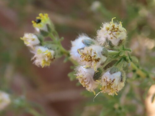 Image of Eriocephalus luederitzianus by no rights reserved