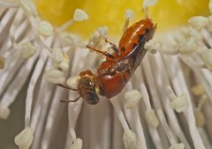 Pachyprosopis kellyi