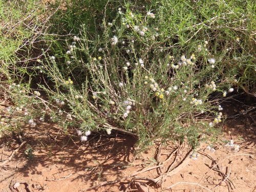 Image of Eriocephalus luederitzianus by no rights reserved
