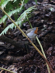 Erithacus rubecula superbus