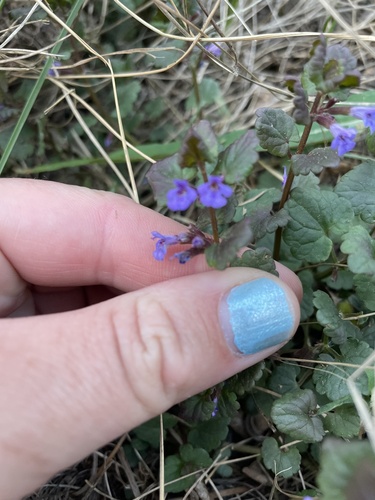 Glechoma hederacea iNat (3)