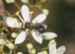 Hylaeus primulipictus