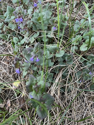 Glechoma hederacea
