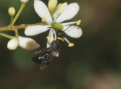 Hylaeus primulipictus