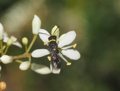 Hylaeus primulipictus