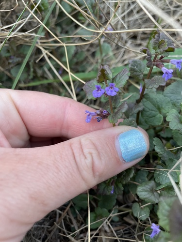 Glechoma hederacea