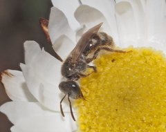 Lasioglossum speculatum