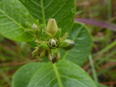 Raphionacme lucens