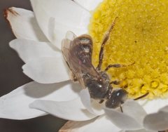 Lasioglossum speculatum