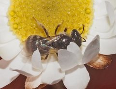 Lasioglossum speculatum