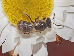 Lasioglossum speculatum