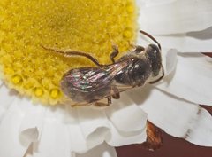 Lasioglossum speculatum