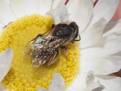 Lasioglossum speculatum