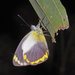 Delias ennia nigidius - Photo (c) Linda Rogan EntSocVic, some rights reserved (CC BY-NC-SA), uploaded by Linda Rogan EntSocVic