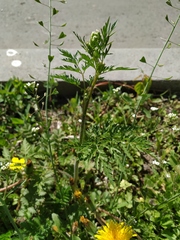 Chaerophyllum prescottii