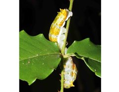 Papilio fuscus capaneus