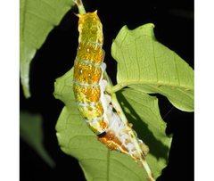 Papilio fuscus capaneus