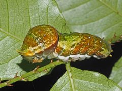 Papilio fuscus capaneus