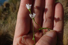 Wahlenbergia rupestris