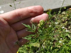 Chaerophyllum prescottii