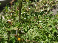 Chaerophyllum prescottii