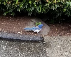 Aphelocoma californica