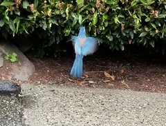 Aphelocoma californica