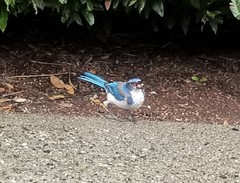 Aphelocoma californica