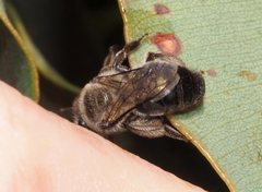 Leioproctus clarki