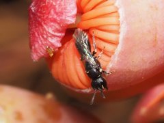 Hylaeus minusculus