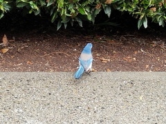 Aphelocoma californica