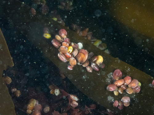 Vilasina vernicosa observed 2024-06-19