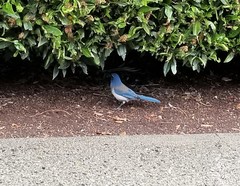 Aphelocoma californica