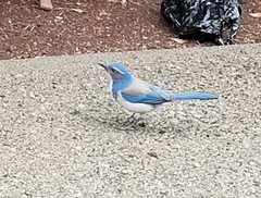 Aphelocoma californica