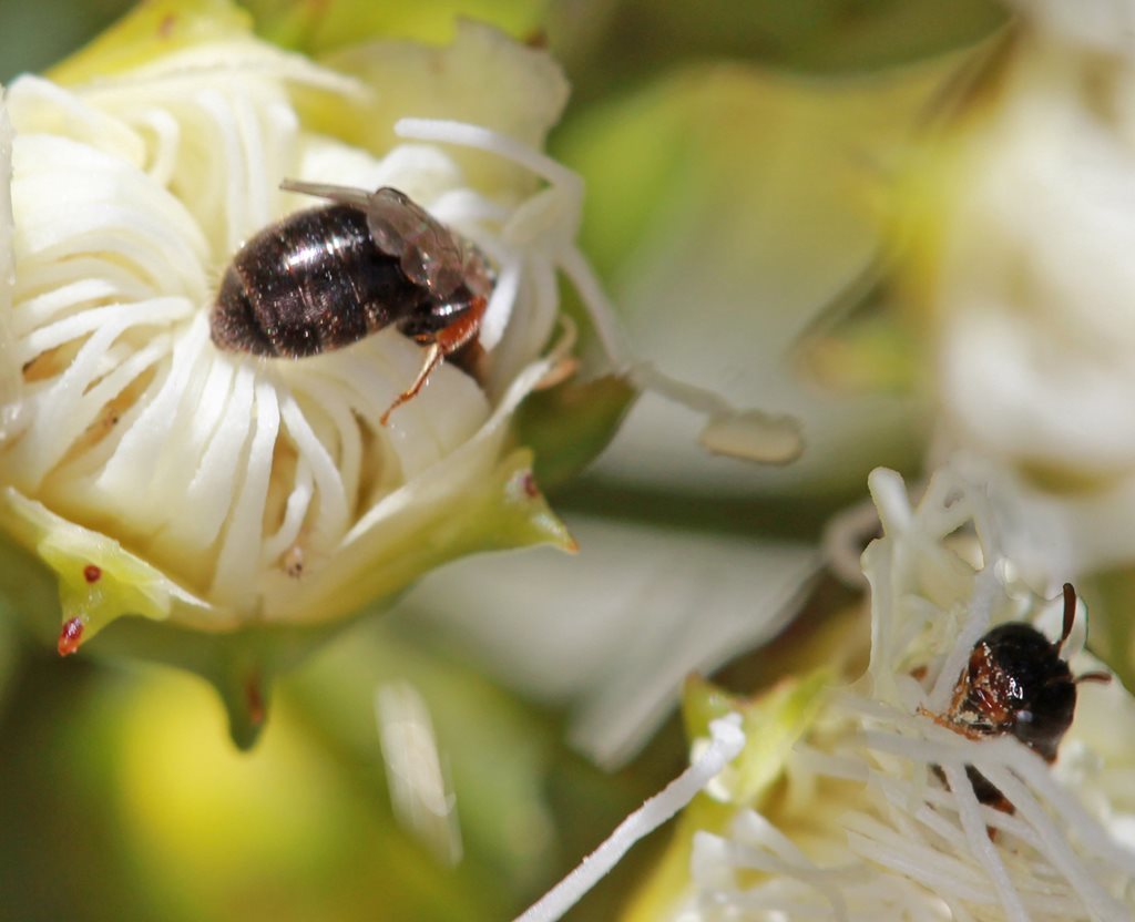 Pachyprosopis haematostoma (Native Bees of South Australia) · iNaturalist