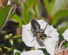 Hylaeus bituberculatus