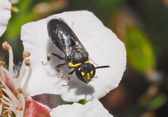 Hylaeus bituberculatus