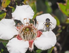 Hylaeus bituberculatus