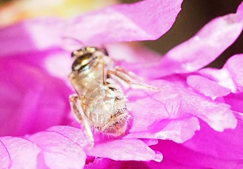 Lasioglossum fasciatum
