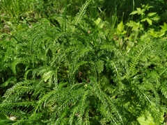 Achillea millefolium