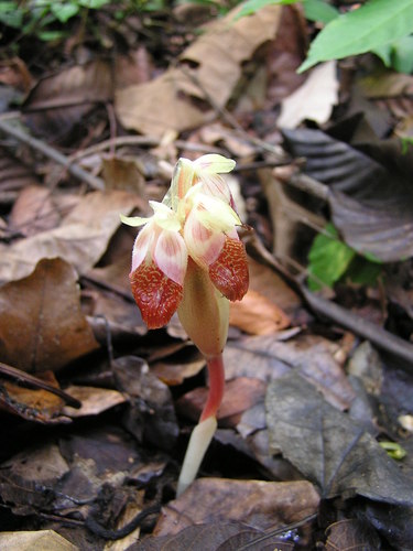 Boesenbergia