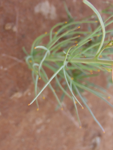 Image of Heliophila trifurca by no rights reserved