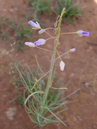Image of Heliophila trifurca by no rights reserved