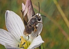 Lipotriches generosa