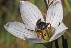 Lipotriches generosa