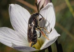 Lipotriches generosa